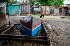 Boat repair yard dog